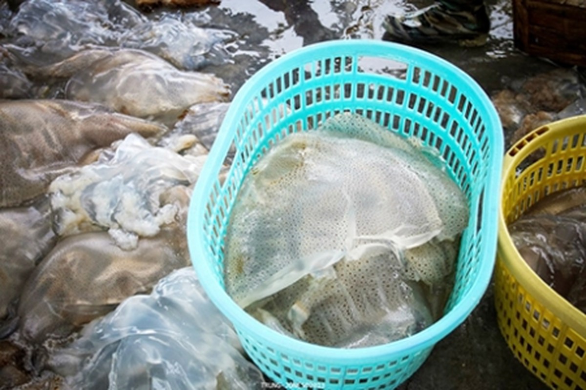 Ngu dan vao mua san “vang trang”, kiem chuc trieu moi ngay